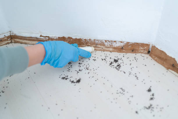 Best Wasp Removal Services  in Somers Point, NJ